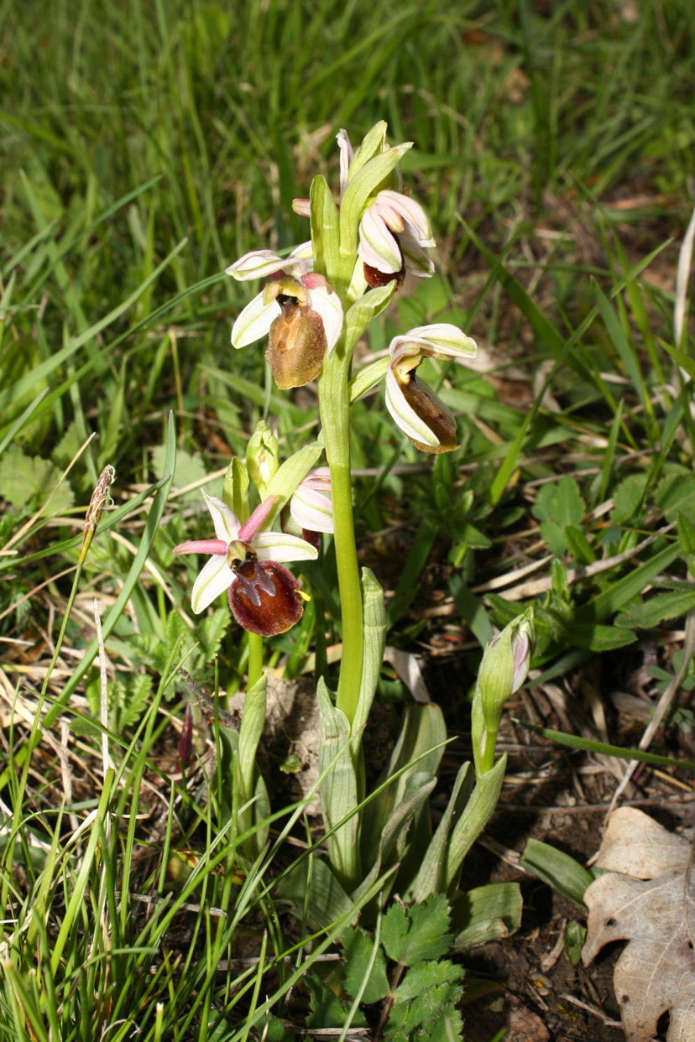 Ophrys exaltata subsp. montis-leonis e Ophrys exaltata subsp. arachnitiformis